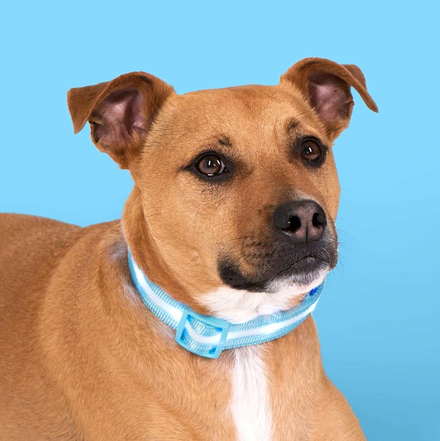 Light up Dog Collar