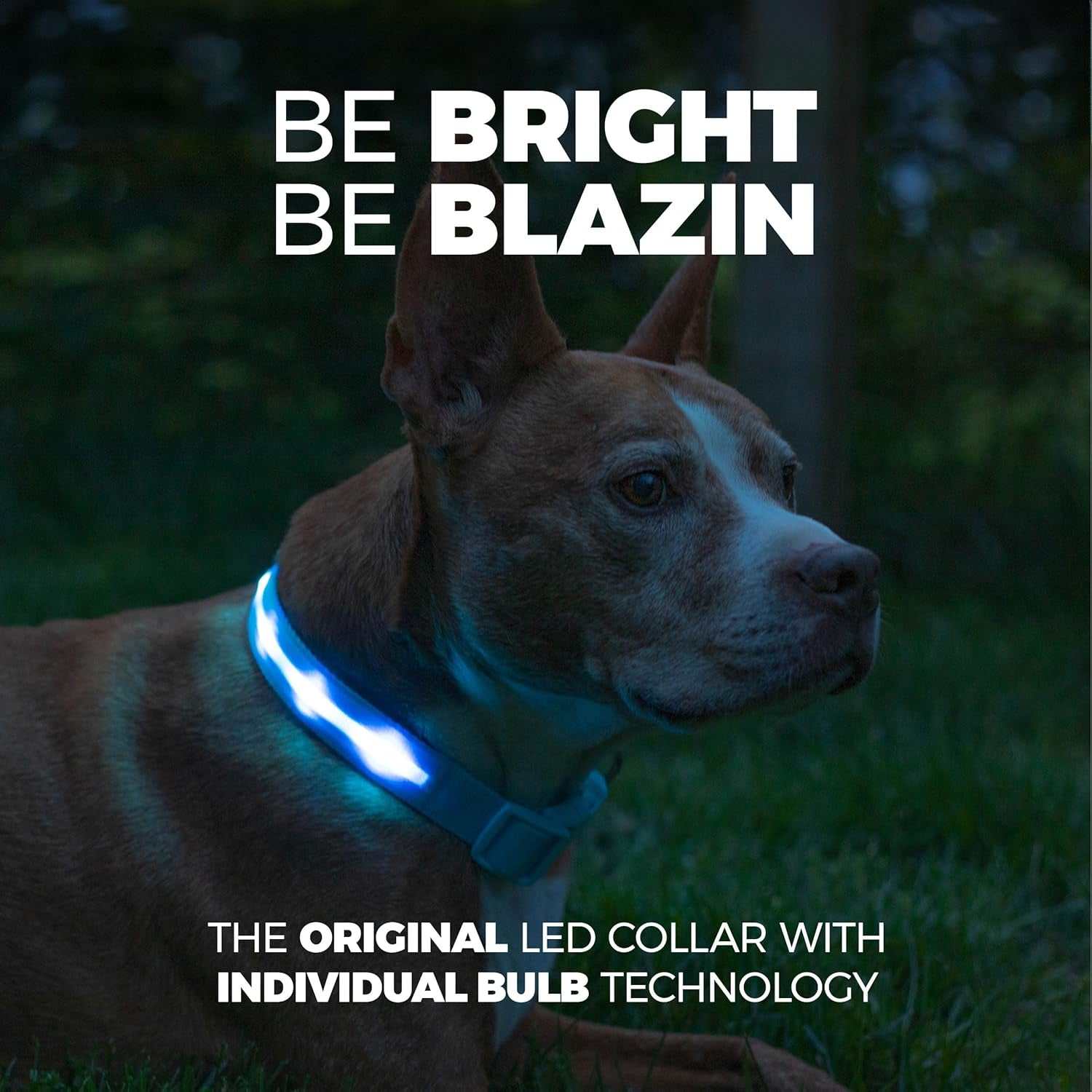 Light up Dog Collar